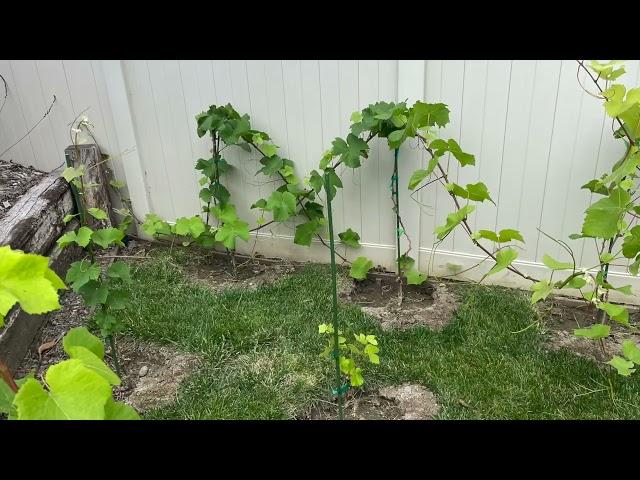 My Backyard Vineyard: Season 2: Episode 2: Pruning maintenance of the vineyard