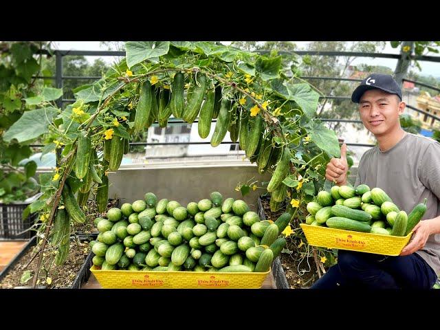 Secrets of Growing Cucumbers With Many Fruits, From A To Z, Harvest After Only 1 Month