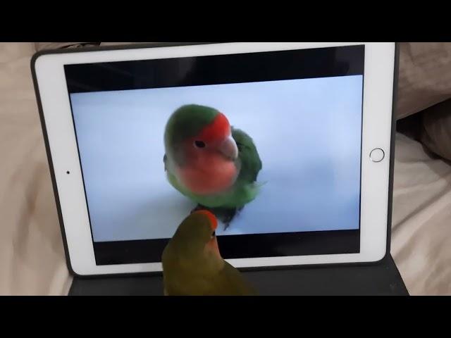 how my birb reacts to wishuponalovebird89's love bird tweeting