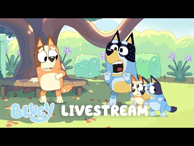 LIVE: Family Bonus Bits! | Bluey