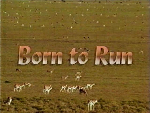 Born to Run (1995)