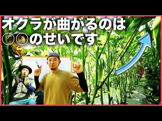 【図解】オクラはどのように育っているのか？
