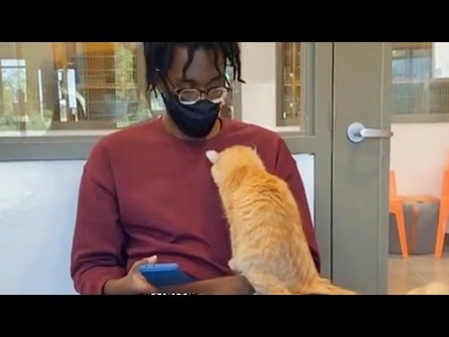 When the Cat at the adoption center chooses you 