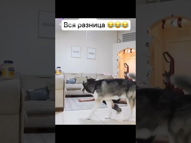 Кто умнее #подпишись #приколы #прикол #собака #собаки #собакадругчеловека #видео #топ #юмор #разум