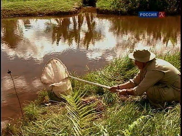 Искусство ловли насекомых. Страсти по насекомым.