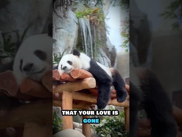 What happens to pandas when they lose love? #love #panda #lostlove #amour