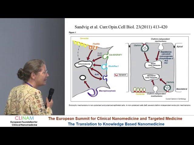 Cellular Uptake of Nanoparticles: Mechanisms and Consequences