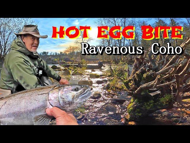 Off The Hook Egg Bite! These Cowlitz River Coho GORGED THEMSELVES ON MY CURED EGGS.