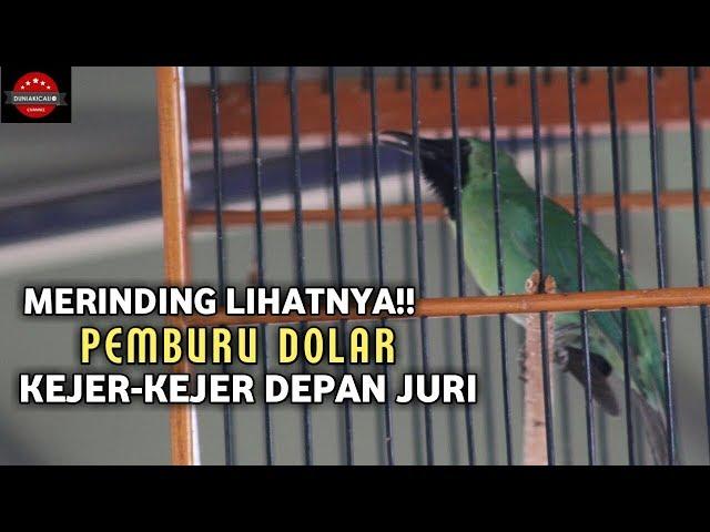 TAMKUL CUP 1 JOGJA : MERINDING LIHATNYA!! PEMBURU DOLAR KEJER-KEJER DEPAN JURI.