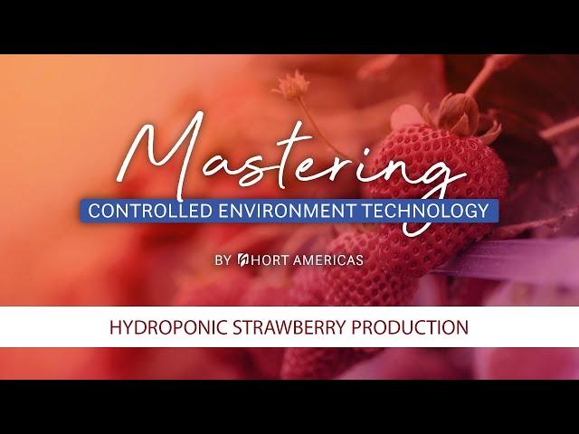 Mastering Hydroponic Strawberries Farming | Modern Agriculture & Growing Strawberries Hydroponically