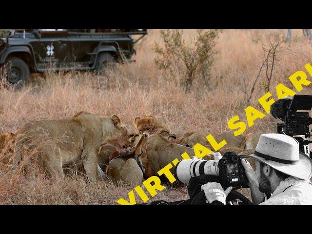 Insane Lion Pride Fight Over Free Meal- Virtual Safari # 240