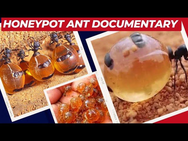 Honeypot ants mexico | Amazing Honey Ant documentary