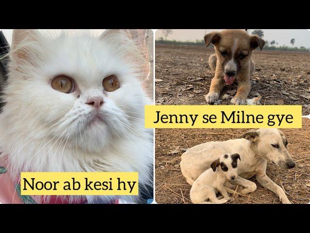 Noor ab kesi hy || Jenny se Milne gye