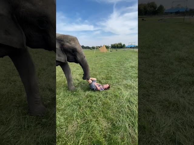 Elephant Kicks Ball at Human Face!