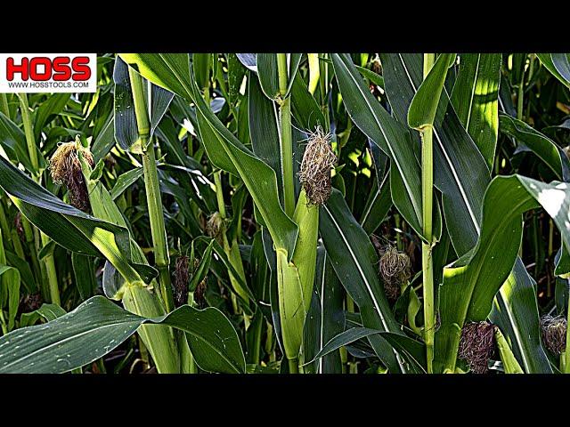 Can You Plant Sweet Corn This Late!?