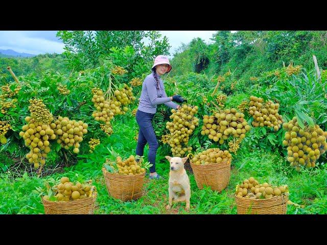 Harvest Longans to sell at the market, cook, garden and raise livestock.