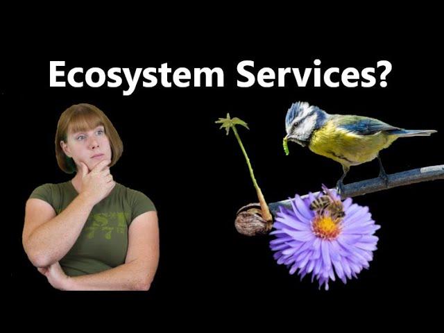 What Are Ecosystem Services?