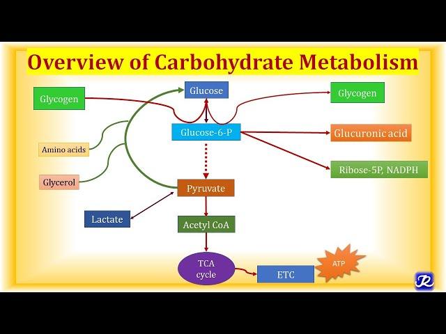 1: Overview Carbohydrate Metabolism | Carbohydrate Metabolism-1 | Biochemistry |N'JOY Biochemistry