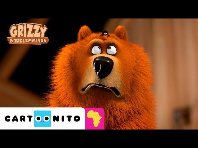 Protect the Spider | Grizzy & The Lemmings | Cartoonito Africa