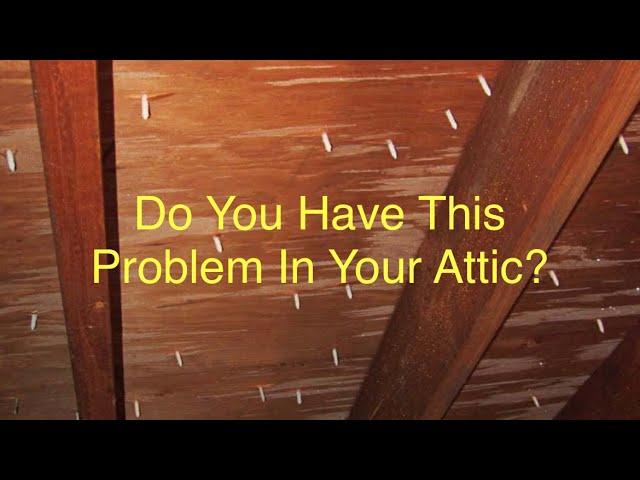 Do You Have This Problem in Your Attic?