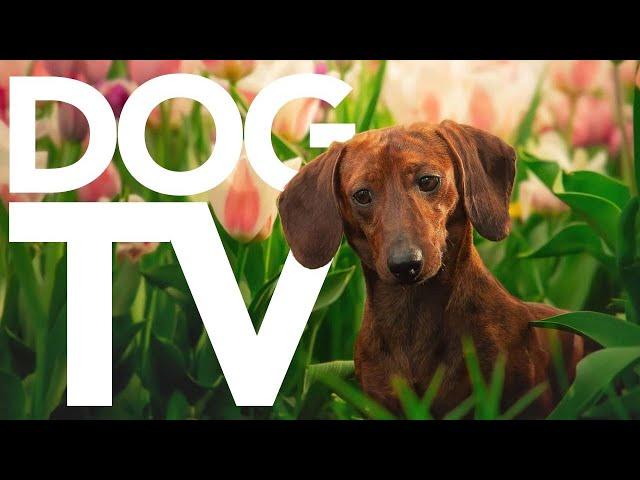 DOG TV - 20 Hour Entertainment Video for Dogs! The ULTIMATE Petflix Video