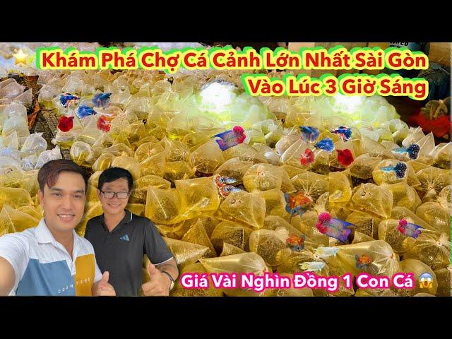 Discover the Largest Aquarium Market in Saigon at 3 AM - Cheap Aquarium - Luu Xuan Tin Fish Market