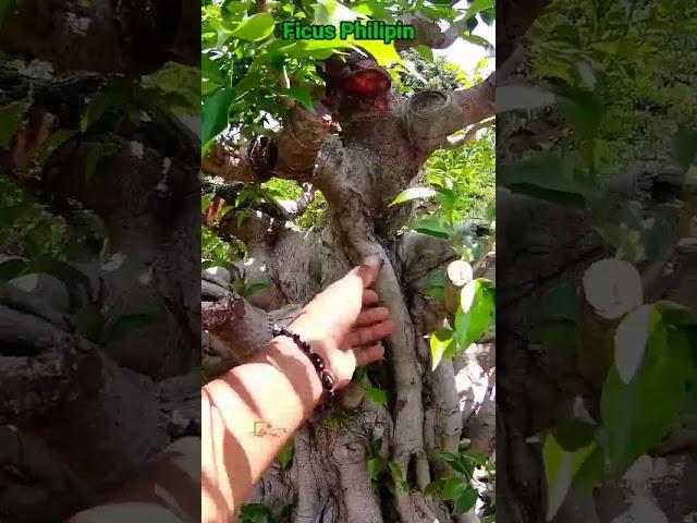 BERIBGIN PHILIPIN #bonsai #shortsvideo #bonsaificus