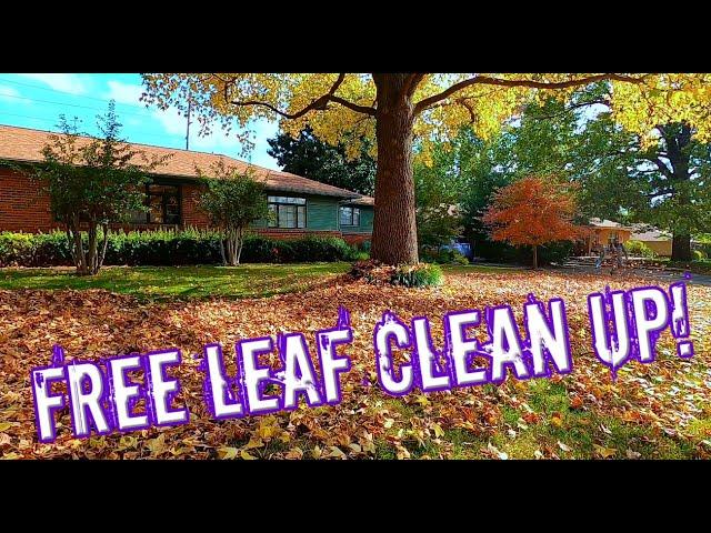 Start to Finish Leaf Clean up - beautiful leaf clean up - how to get leaf jobs - leaf removal setup