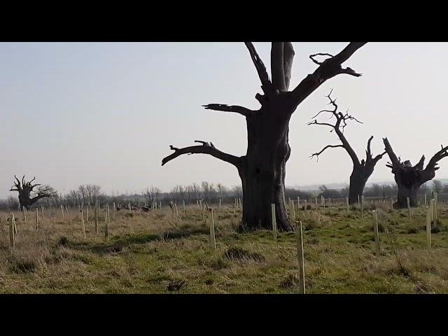 Mundon Trees, Essex, 2022