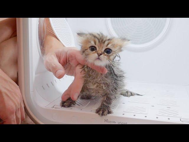 This is a kitten who goes wild in his first dry house!