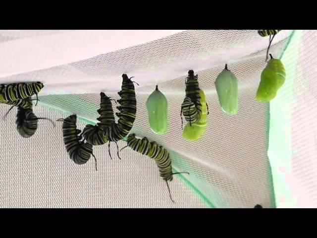 Monarch Caterpillar Behavior