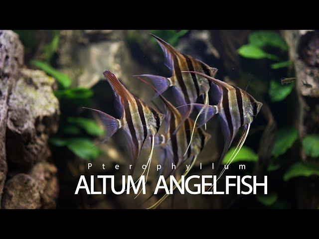 Altum Angelfish Aquarium | Altum Angelfish Tank