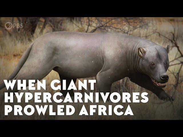 When Giant Hypercarnivores Prowled Africa