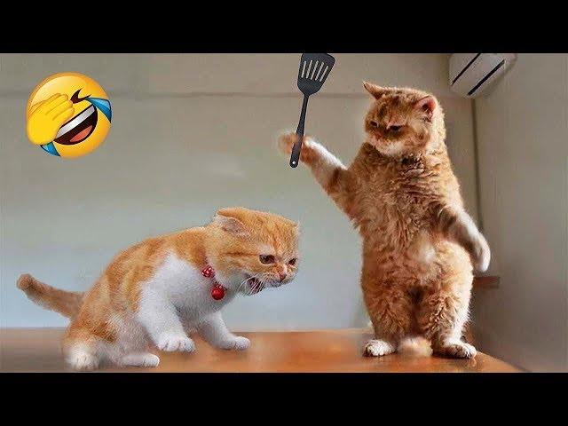 New Funny Cats 2024  Funny Cat Videos − Funny Cats