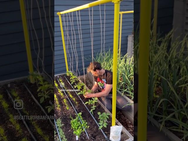 Vertical string trellising tomatoes