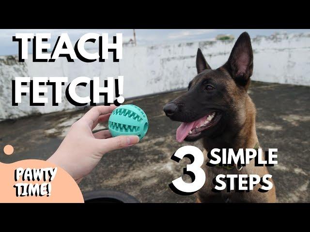 How To Teach Fetch In 3 Simple Steps!