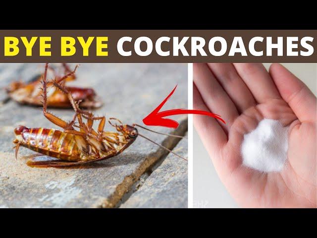 2 Home Remedies to Get Rid of Cockroaches in Your House Using Baking Soda and Onion | House Keeper