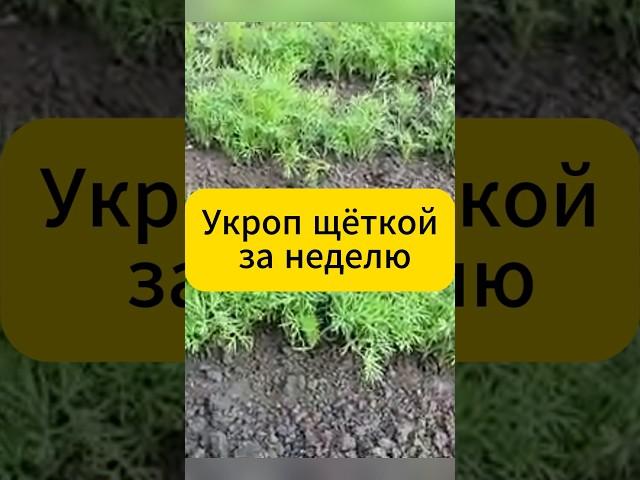 Укроп всходит щёткой за неделю! #дача #огород #укроп #земледелие #сад #рассада