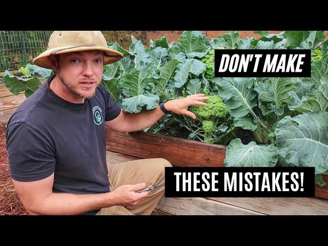 How to Harvest Broccoli |Avoid These 3 Costly Mistakes!|