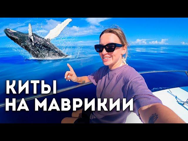 ЛУЧШИЙ ОТДЫХ НА МАВРИКИИ. ОБЗОР ОТЕЛЯ 5* | ПЛАВАЕМ С КИТАМИ