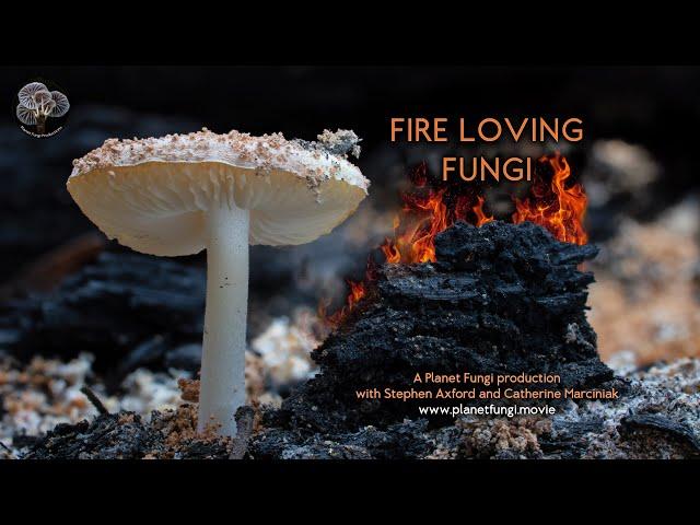 Fire loving fungi - the movie