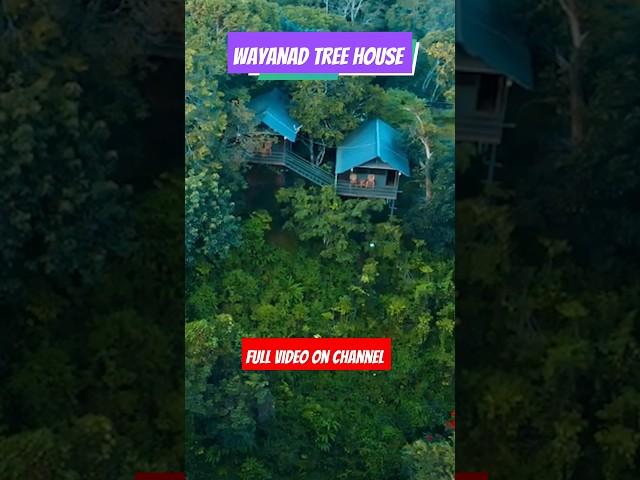 Budget Tree House in Wayanad #kerala #travel #resort #viral #shorts #trending #treehouse #bangalore