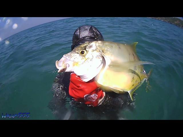 ПОДВОДНАЯ ОХОТА В ТАЙЛАНДЕ Февраль 2017. День 3.Golden travally  and barracuda.