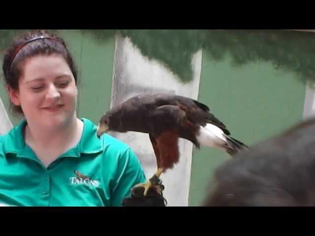 Carolina Raptor Center_Harris's Hawks 6-29-13