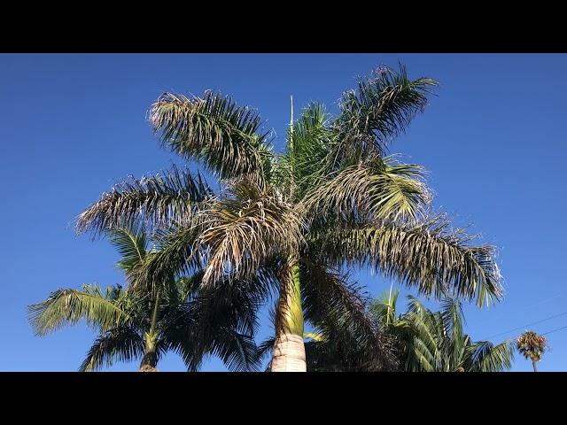 Comparing the Royal Palm to the King Palm & Others