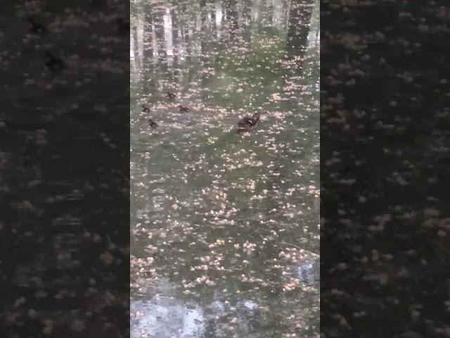 Утята. Новый выводок