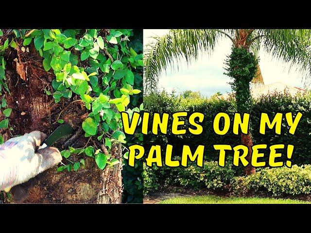 Clearing Vines From My Palm Tree - Weekend Warrior