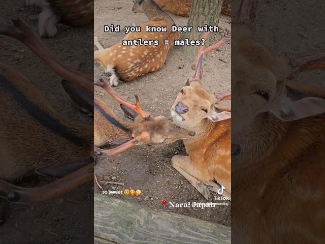 Sweet duo spotted at Nara Deer Park Japan ️ #naradeer #naradeerpark #japan #osaka #kyoto #tokyo