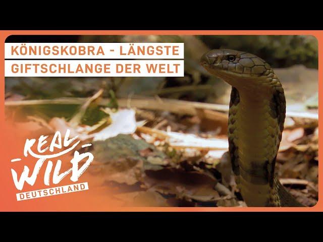 2+ Stunden giftige Tiere | Doku zum Einschlafen | Real Wild Deutschland