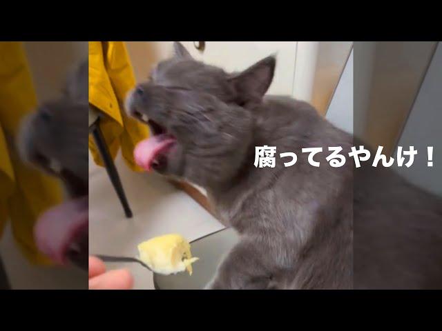 腐ってるが口癖のネコ【アフレコ】